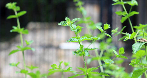 Plants That Repel Mosquitoes