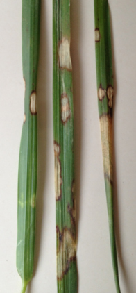 Brown Patch Blade Lesions