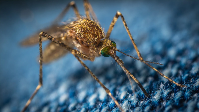mosquito before natural yard mosquito repellent applied