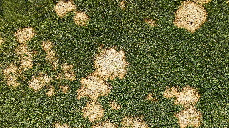 Snow Mold