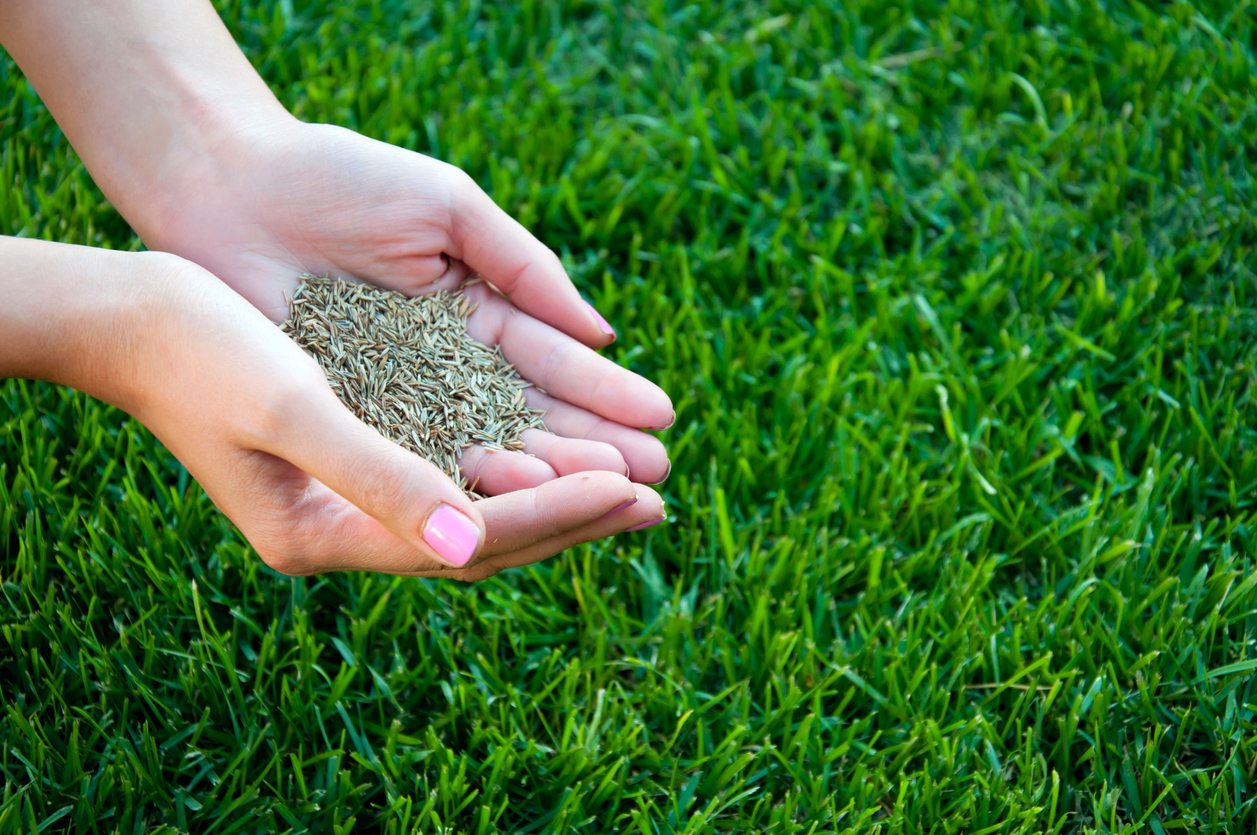 Grass Seed