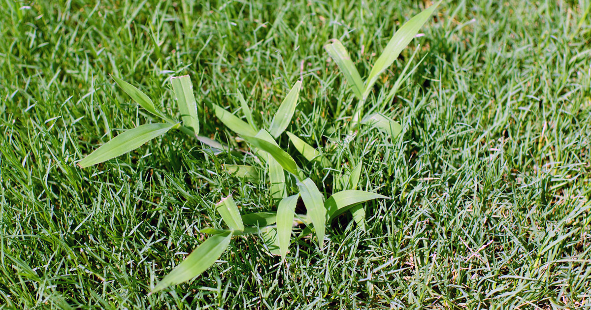 Crabgrass