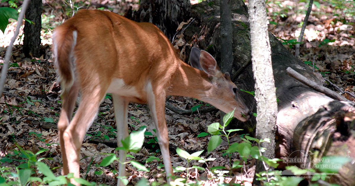 Deter Deer Naturally