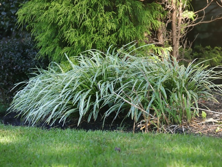 Bush