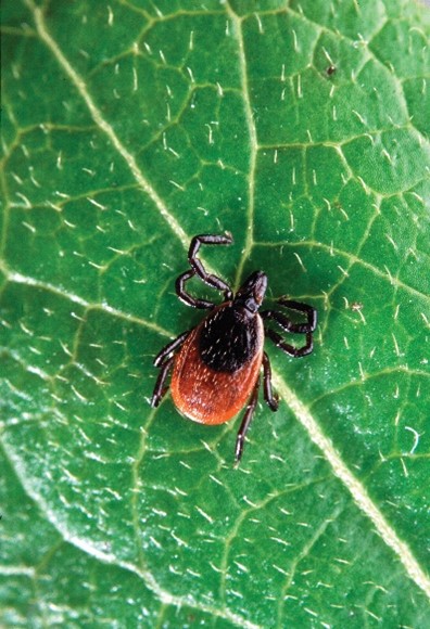 Tick on leaf