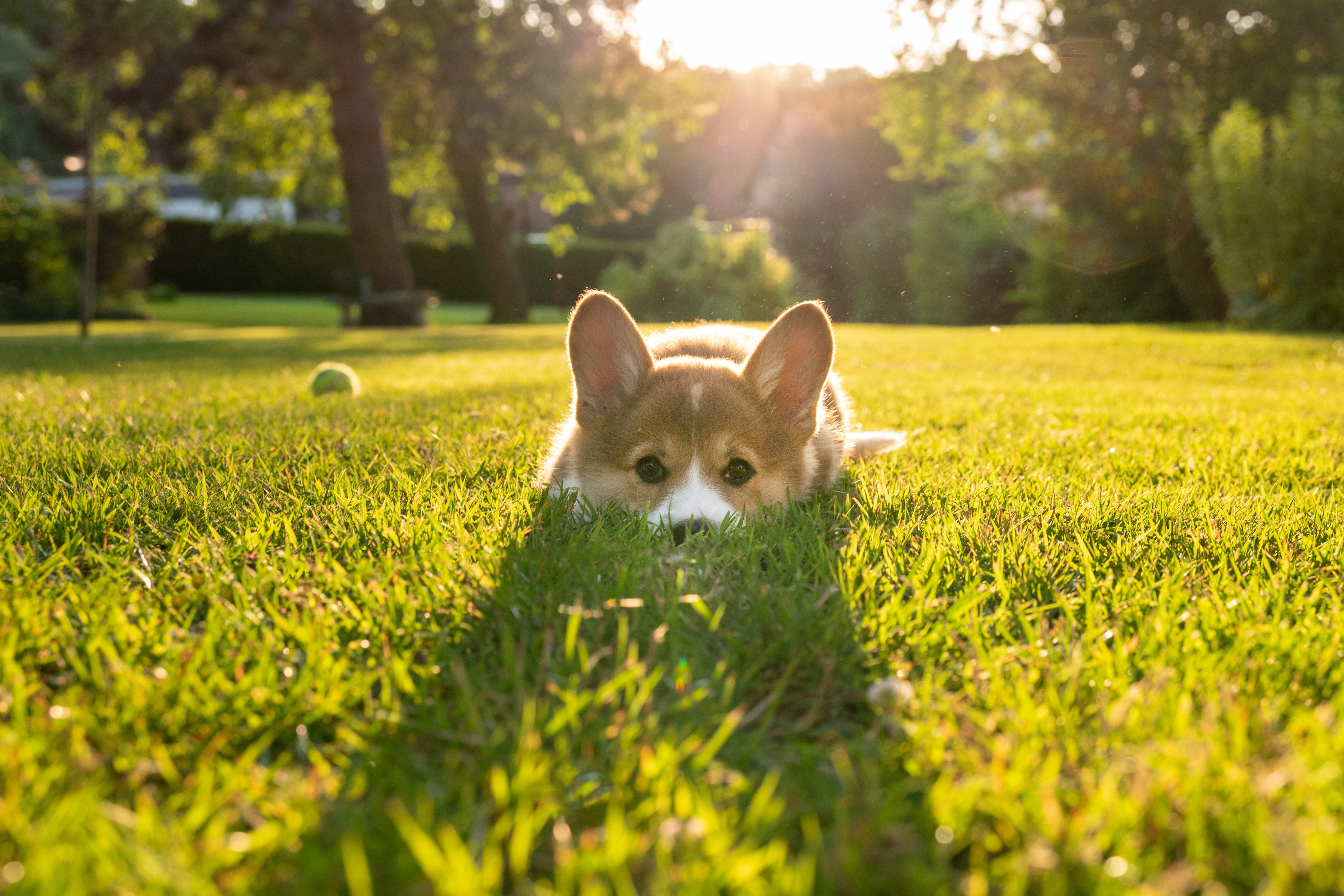 Dog In Grass