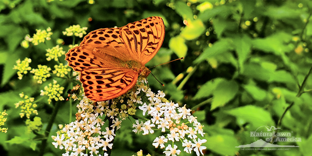 How Mosquito Ranger Protects Families, Pets, and Pollinators