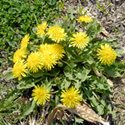 Dandelion, edible yard weed