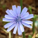 Chicory, edible yard weed