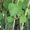 Japanese Knotweed, edible yard weed