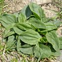 Plantain, edible yard weed