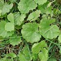 Creeping Charlie, edible yard weed