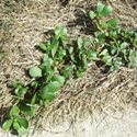 Purslane, edible yard weed