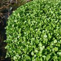 Watercress, edible yard weed