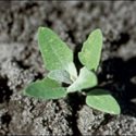 Lamb’s Quarters, edible yard weed
