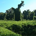 Kudzu, edible yard weed