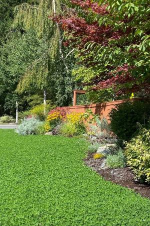 Clover Lawn / clover yard