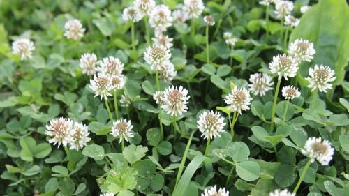 Clover Lawn - clover grass seed