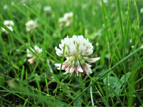 Clover Lawn Flower