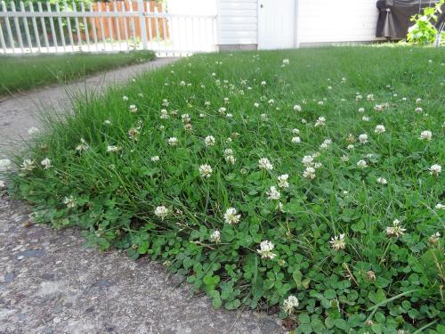 Clover Grass Lawn