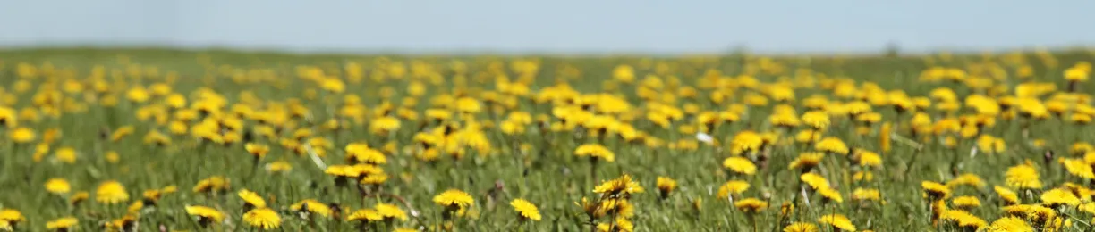 How to Get Rid of Dallisgrass
